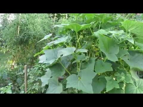 Cucumber Gardening Tips: Care, Feeding, Trellising and Transplants!