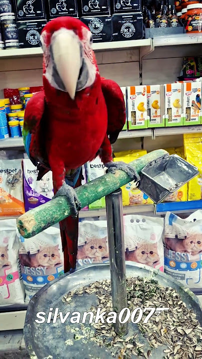 DJ JACKIE Got the Power | Dancing Pet | Huge Red-and-Green Macaw ARA Parrot from South America