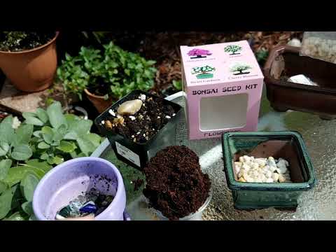 Video: Sakura Bonsai: How To Grow Bonsai From Japanese Sakura Seeds At Home? In What Soil Is It Better To Plant A Tree? How To Take Care Of It Properly?