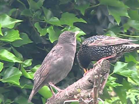 Fledging Starling chick with parent bird ~ Sturnus...