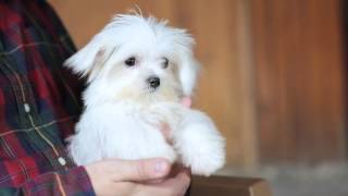 Maltese cinsi köpekler nasıl eğitilir?