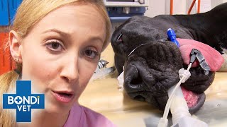 Dog's Scary Spine Stroke Leaves Him Paralyzed 😱💔 Bondi Vet Clips | Bondi Vet