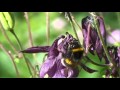 Saving the Bumblebee