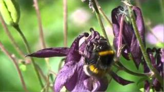 Saving the Bumblebee Profile