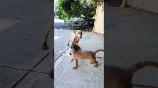 Labrador vs. Weimaraner #puppy