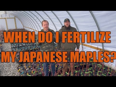 Video: Japanese Maple Fertilizer Needs: When To Fertilize Japanese Maple Trees