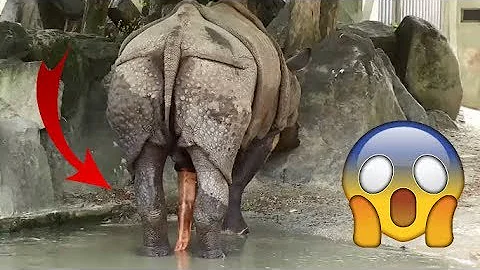 غرائب البرية هذا واحيد القرن لن تصدق حجم عضويه الذكري ولمكان الذي يعيش فيه غرائب البرية هذا واحيد القرن لن تصدق حجم عضويه الذكري ولمكان الذي يعيش فيه