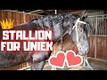 The perfect stallion for Queen👑Uniek | Friesian Horses