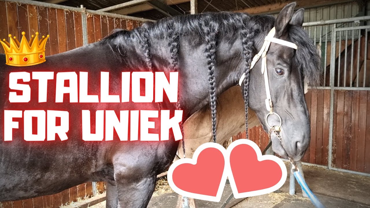 The perfect stallion for Queen👑Uniek Friesian Horses YouTube