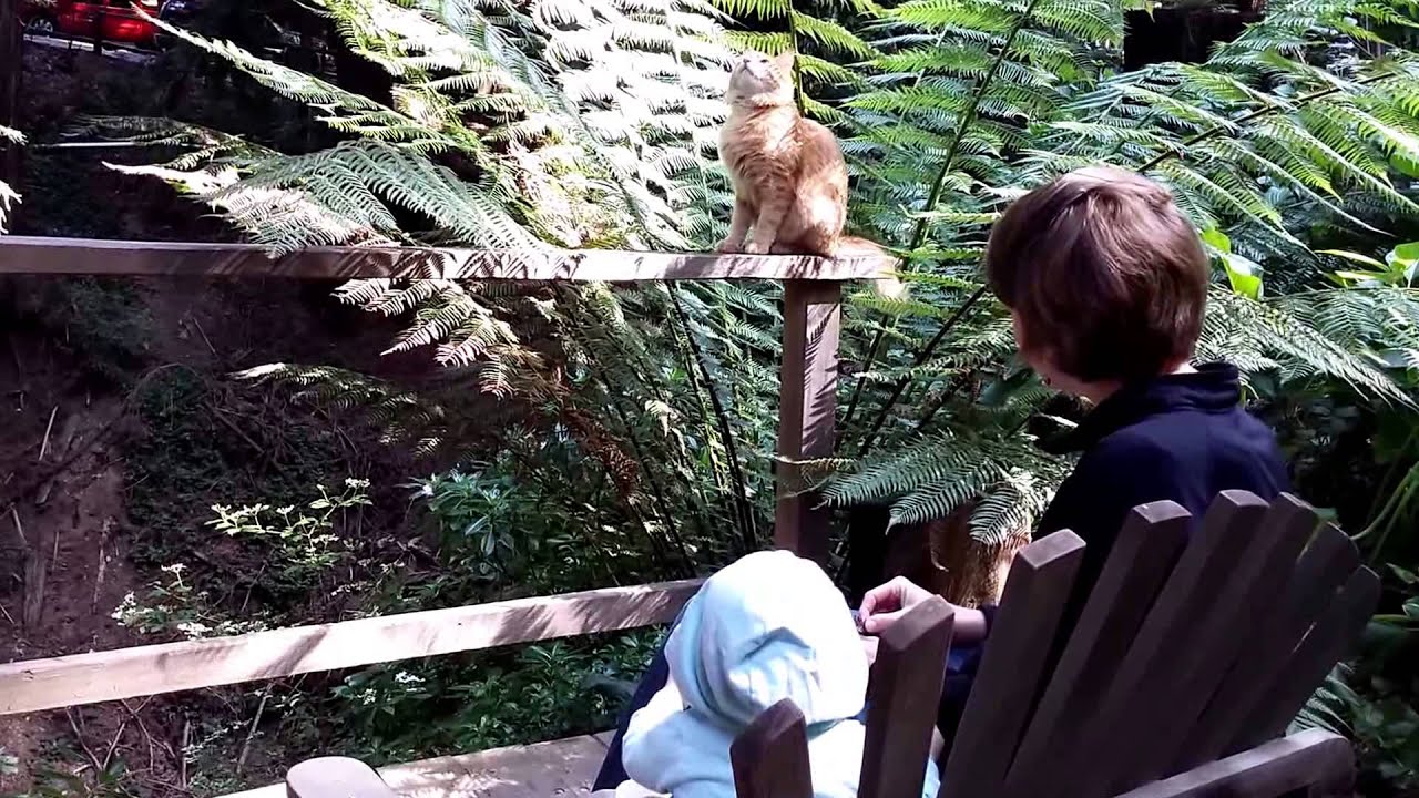 Deetjen's Stokes room deck with Cat