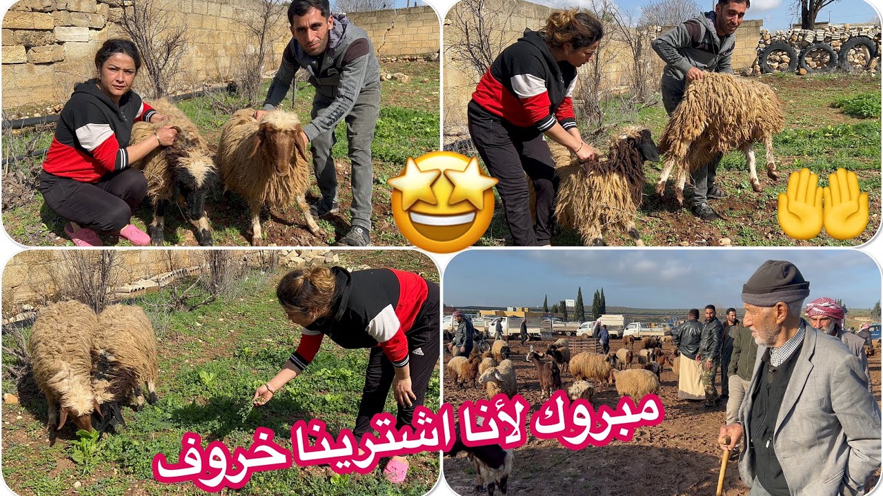 ￼ اليوم رحنا السوق غنم اشترينا ‏خروف 🐏￼ اعطيني رأيكم خروف شوفوا شو مناسبة اشترينا ￼🤲🤩
