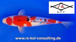 Sanke - Sakai Fish Farm - Jumbo-Tosai (geb. 2025) 40cm (w) R.S KOI CONSULTING PREMIUM TATEGOI SELECT