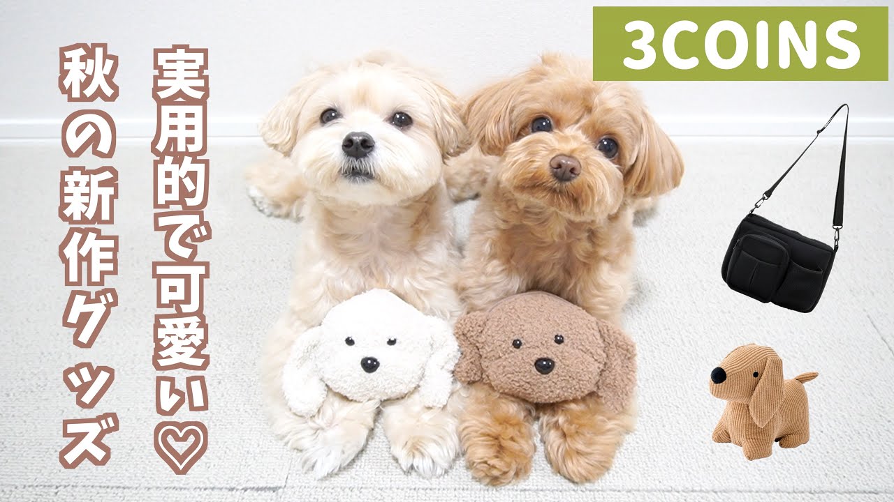 【秋の新作3COINS🐶🍁】実用的で可愛すぎる💕秋のおすすめ新作グッズ購入品紹介❣️【スリーコインズ】