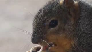Squirrels are Delightful Distractions