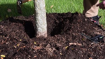 Beware of Volcano Mulch: How to Mulch Your Trees
