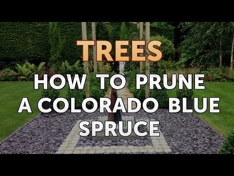 Video: Yuav ua li cas prune blue spruce Bush?