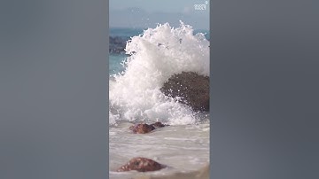 Isaac Newton, "For Every Action There Is An Opposite Reaction"