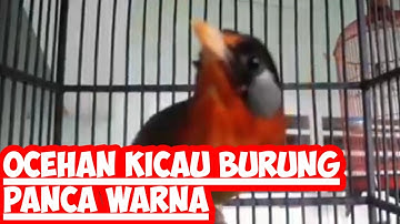 Ocehan Kicau Burung Panca Warna