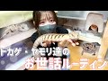爬虫類のお世話ルーティン【トカゲ・ヤモリ編】