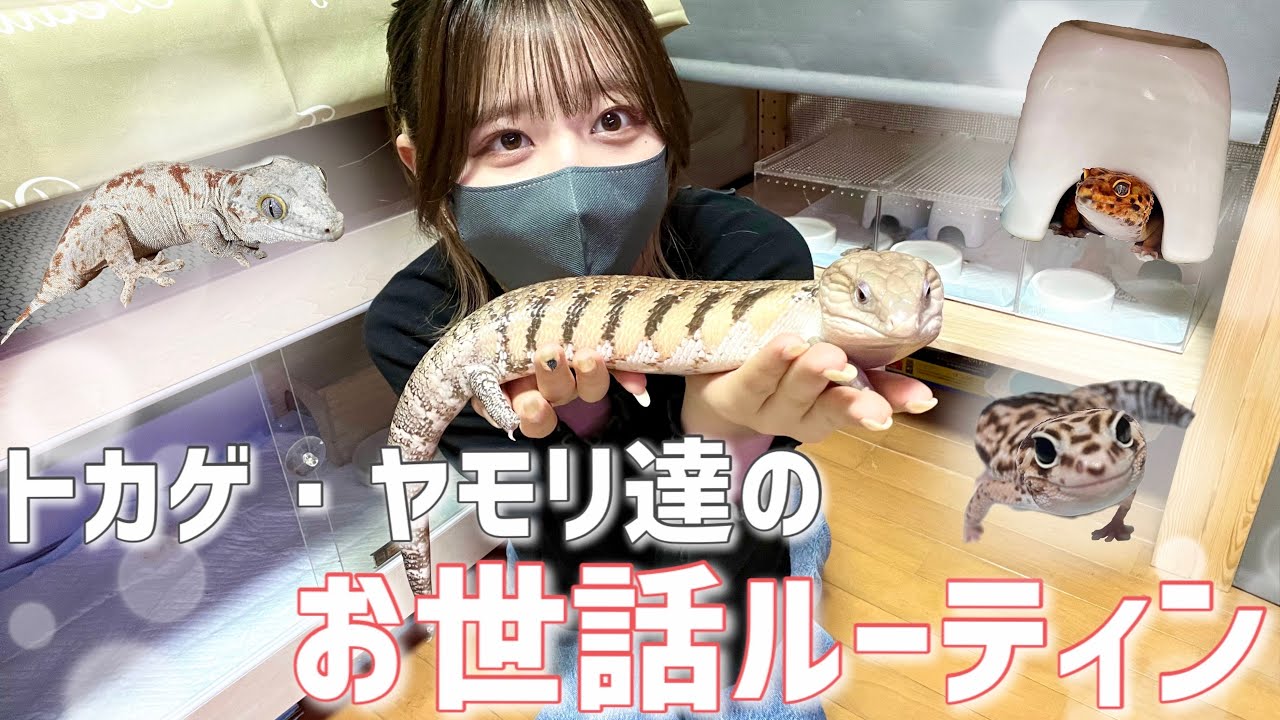 爬虫類のお世話ルーティン【トカゲ・ヤモリ編】