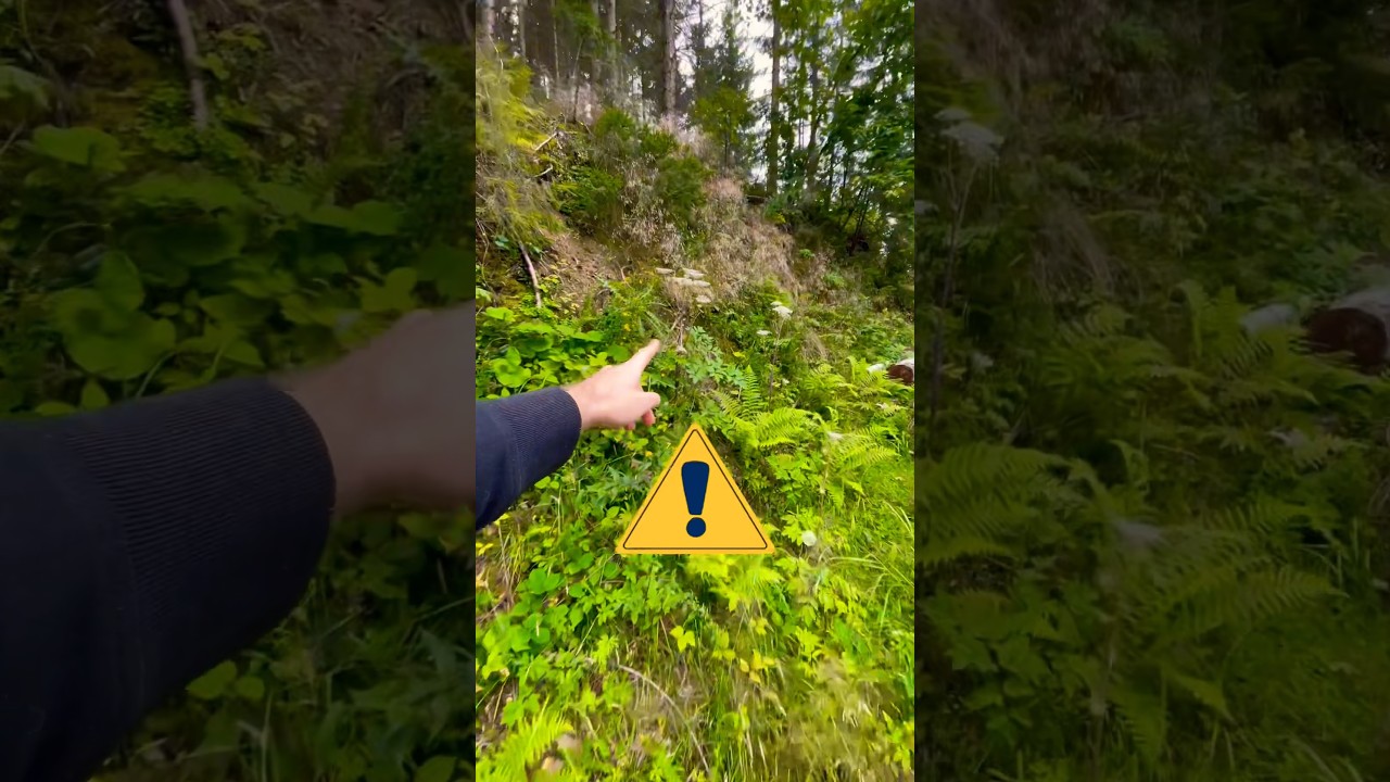 Diese Pflanze darfst du niemals berühren 🫣 