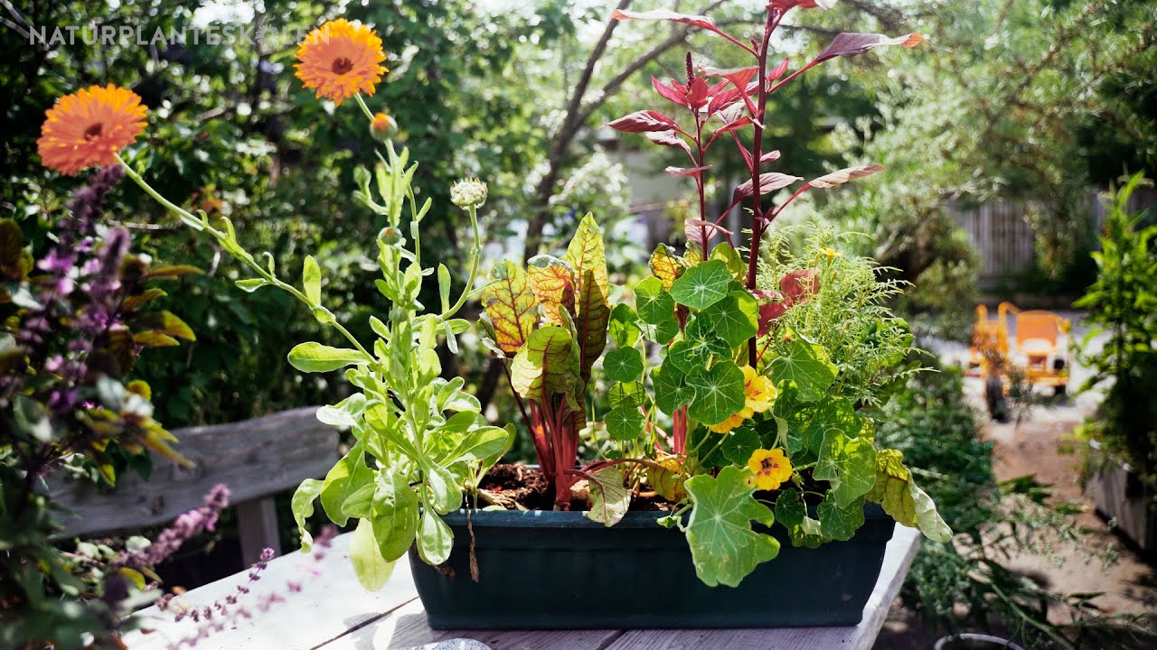 Afsnit 9 - Altankassen : Permakultur i haven med Aiah Noack (9 af 10)