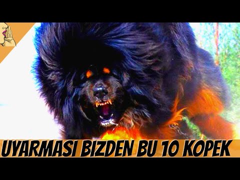 Dunyanin En Guclu Ve Tehlikeli 10 Kopek Cinsi 1 Doberman Kangal Dogoargentino Youtube