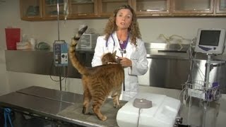 How to Help a Cat With a Sore Throat : Cat Health Care & Behavior