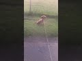 Toffe the Toy Poodle was scared of the horse that came to see us