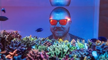 How To Set Up A Tank For SPS Corals With Acro Man!