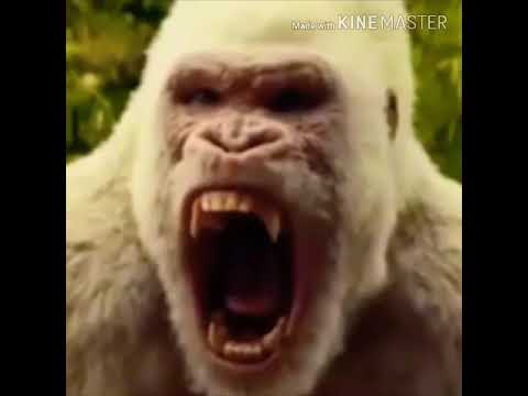 albino gorilla meme shot