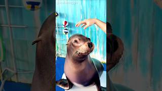 Sealion Learn new Trick♥️ #shorts#viral #pets #catvideos