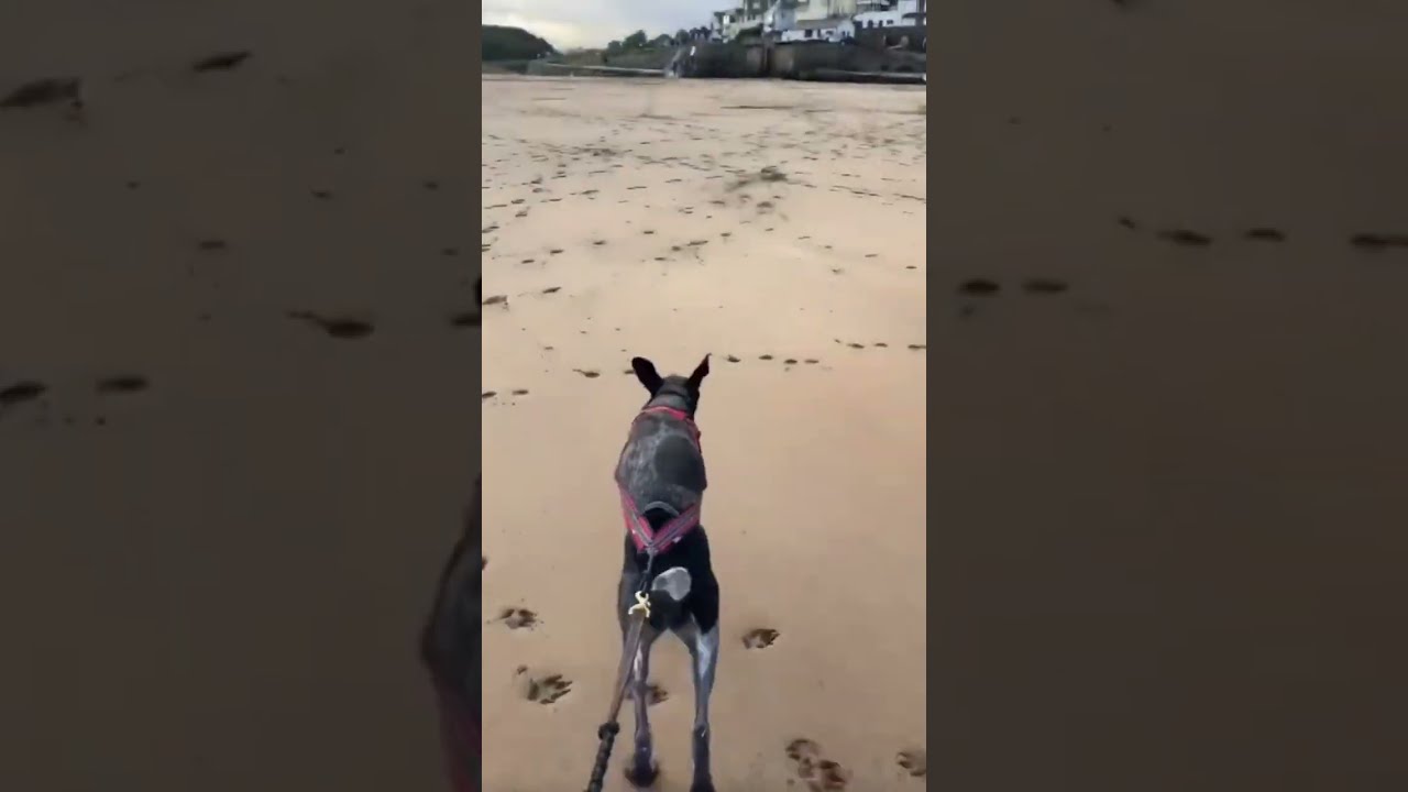 Canicross into September with DogFit 🐾🧡 