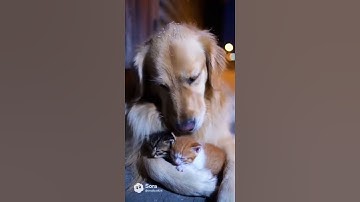 Winter is here. May no one ever abandon kittens again.#rescue