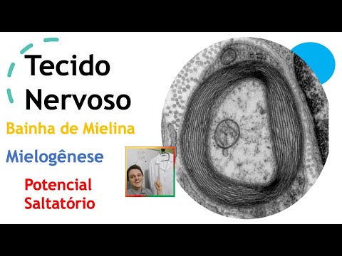 Tecido Nervoso ( Bainha de Mielina , Potencial Saltatório e Mielogênese). Aula 42