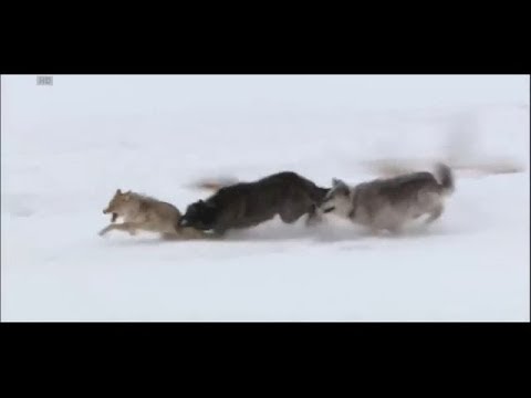 Wolves vs coyote [HD]