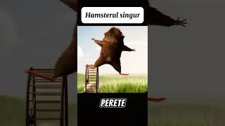 Hamsterul Singur…😭