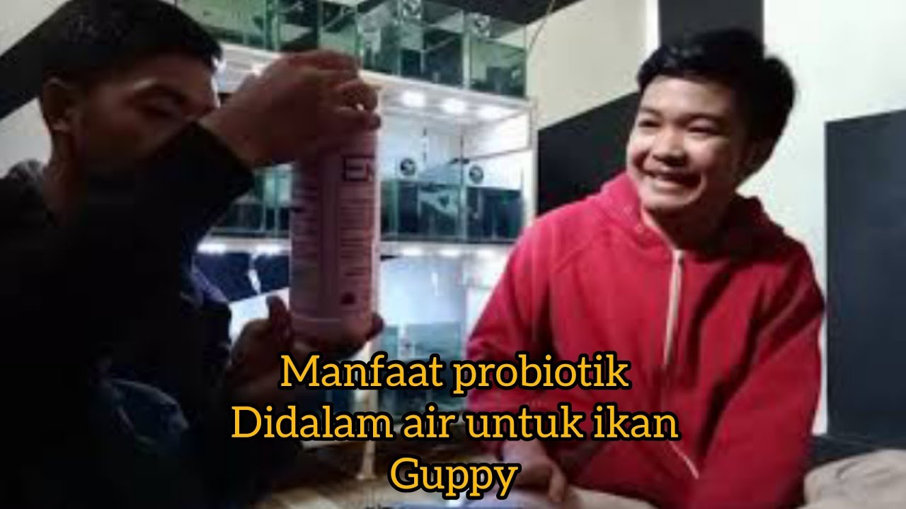 fungsi dan manfaat probiotik didalam air untuk ikan guppy