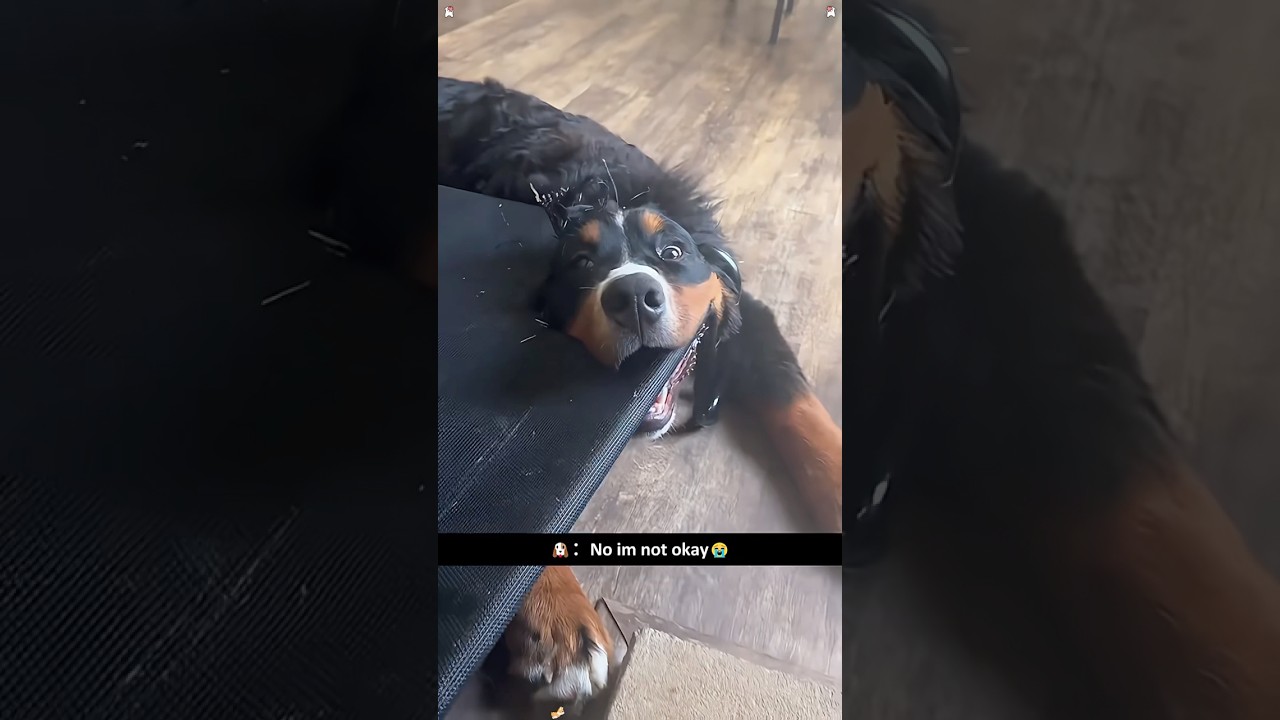Funny Bernese Mountain Dogs 🐶🤣🥰🤪