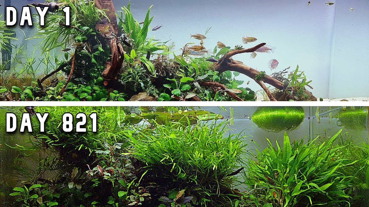 Community Tank Maintenance - Java Fern Thinning and the Riccia Fluitans struggle
