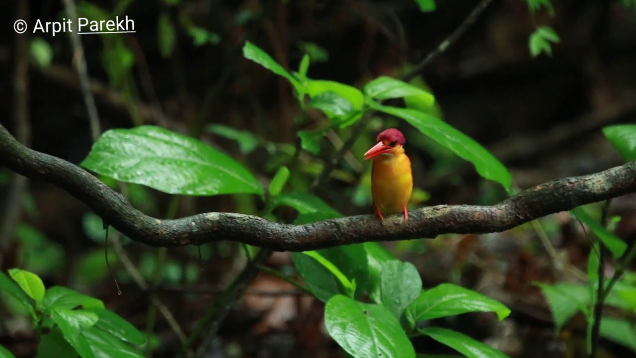 Oriental Dwarf Kingfisher (Watch HD) 