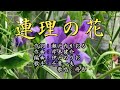 【新曲】「連理の花」千葉一夫 歌唱:修吾    「男のみれん」のC/Wです。