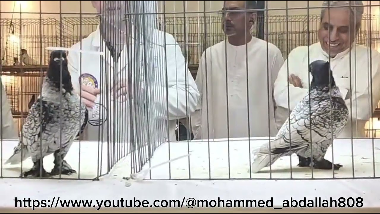 Blondinette Champion UAE Club brown Lace 3/1/2026 