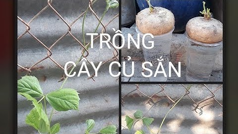 Trồng cây Củ Sắn ( Củ Đậu) từ củ chi tiết | Liên Nguyễn