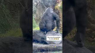 Gorilla Core 🦍🤣#gorilla #monkey #animals #animallovers #core #funny