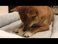 反抗期ゆきちゃん、寝なさいと促すマミーをニラむ 柴犬ゆき Shiba inu, Yuki