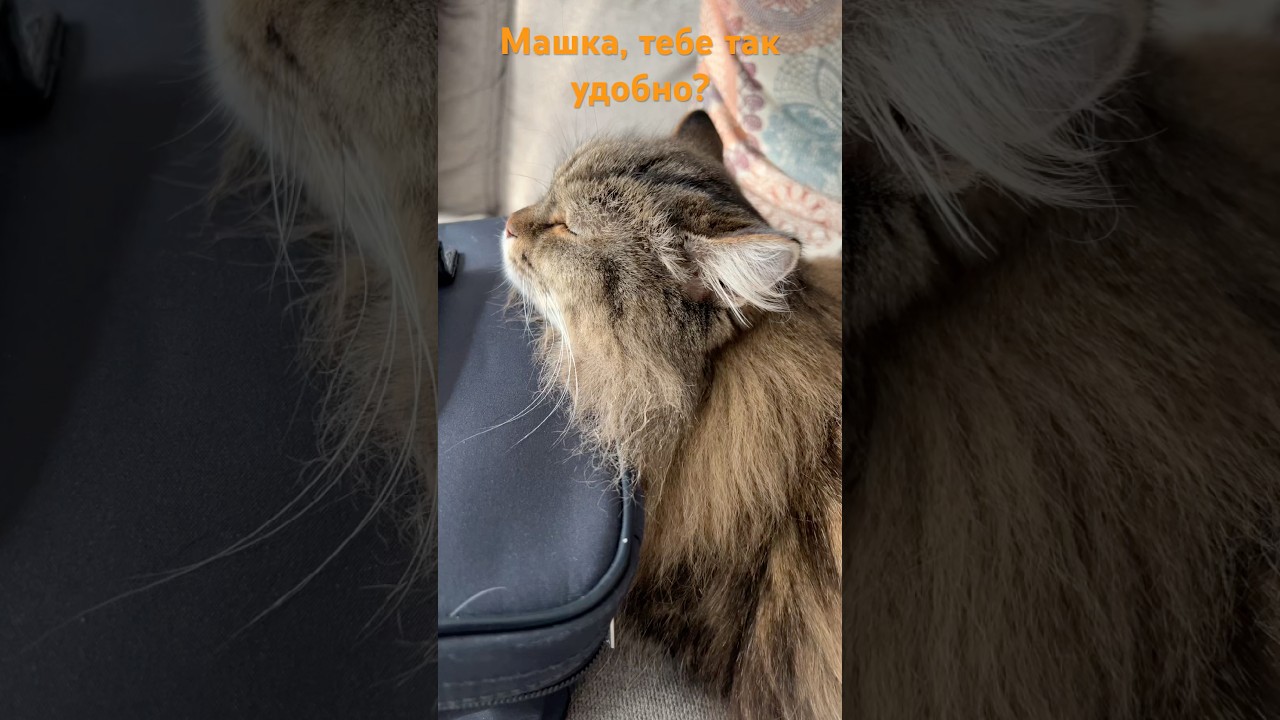 🩸🐾главное поспать…