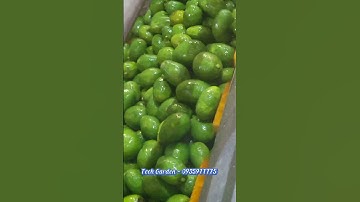 Máy Rửa, Cạo Vỏ Nông Sản TECH GARDEN (Rửa-Cạo Vỏ Cóc), LH: 0935911775(ThS Trần Trinh)