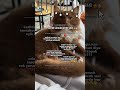 Çok cringe #cat #kittensong #blackpinkmembers #kpop #robloxkitty #jisoorose #midzy #kittenmusic