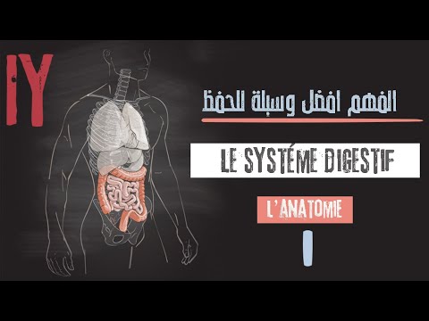 Vidéo: Diagramme, Anatomie Et Modèle De La Colonne Vertébrale - Cartes Corporelles